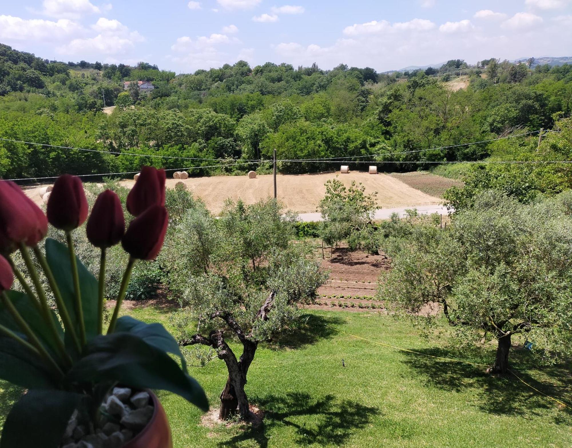 Al Boschetto Bed and Breakfast Melizzano Buitenkant foto